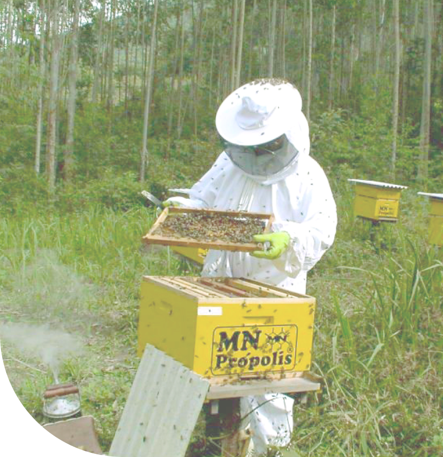 Beekeeper inspecting honeycomb at MN Propolis apiary
